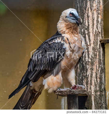 Bearded vulture, Gypaetus barbatus in Jerez de la Frontera, Andalusia, Spain 84273181