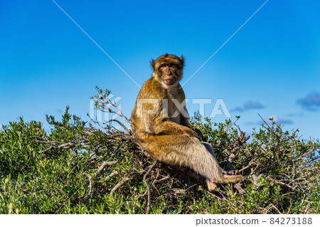 Wild macaque or Gibraltar monkey, attraction of the British overseas territory. Wild macaque or Gibraltar monkey, attraction of the British overseas territory. 84273188