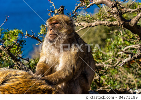 Wild macaque or Gibraltar monkey, attraction of the British overseas territory. Wild macaque or Gibraltar monkey, attraction of the British overseas territory. 84273189