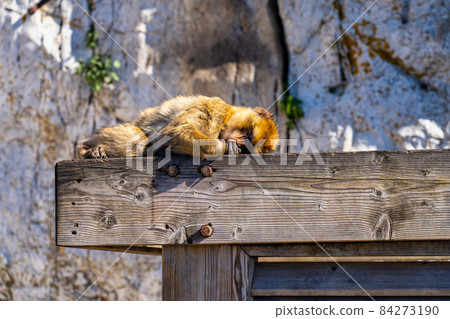 Wild macaque or Gibraltar monkey, attraction of the British overseas territory. Wild macaque or Gibraltar monkey, attraction of the British overseas territory. 84273190