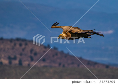 Griffon vulture, Gyps fulvus in Monfrague National Park. Extremadura, Spain 84273205