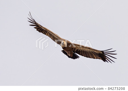 Griffon vulture, Gyps fulvus in Monfrague National Park. Extremadura, Spain 84273208