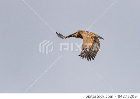 Griffon vulture, Gyps fulvus in Monfrague National Park. Extremadura, Spain 84273209