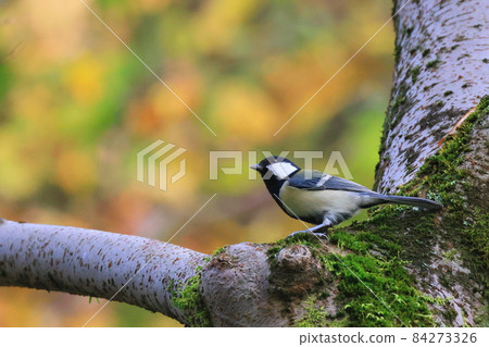 Great tit in Higashi-Takane Forest Park in autumn 84273326