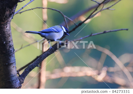 Great tit in Higashi-Takane Forest Park in autumn 84273331