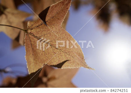 Autumn leaves Autumn leaves 84274251
