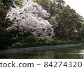松山城西堀端櫻花盛開 84274320
