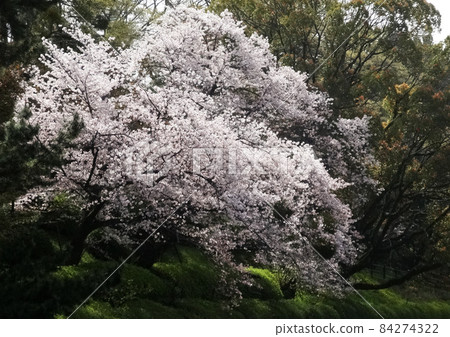 松山城西堀端櫻花盛開 84274322