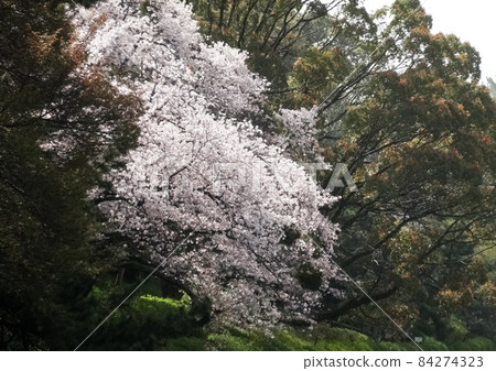 松山城西堀端櫻花盛開 松山城西堀端櫻花盛開 84274323