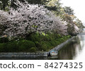 松山城西堀端櫻花盛開 84274325