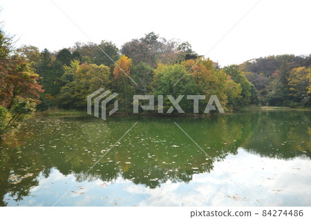 Autumn in Yakebe Pond, Sayama Park, Higashimurayama City Autumn in Yakebe Pond, Sayama Park, Higashimurayama City 84274486