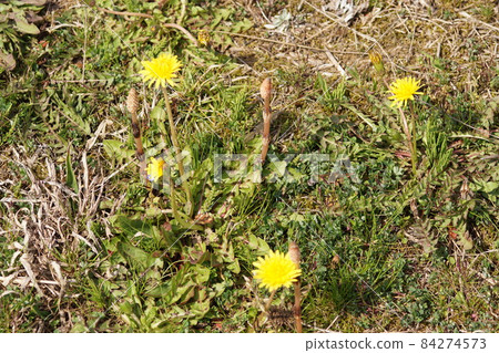 岡山縣津山市國分寺 3 宮遺址的空地上盛開的蒲公英和馬尾草 84274573