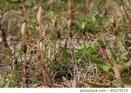 Tsuyama 5 Tsuyama City, Okayama Prefecture, lined up in a vacant lot at the site of Misaku Kokubunji 84274574