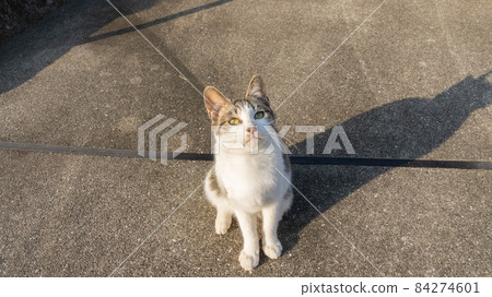 坐著的貓 Kijitora 貓 坐著的貓 Kijitora 貓 84274601