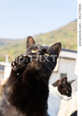 貓拳黑貓 84274606