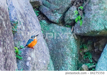 Kingfisher Kingfisher 84275350