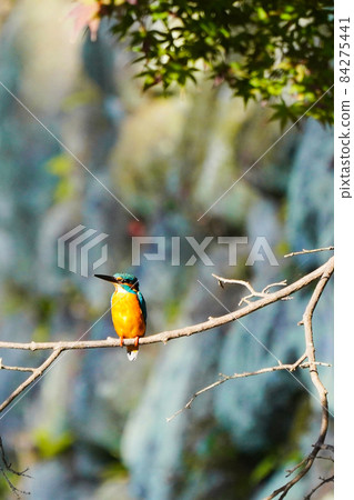 Kingfisher Kingfisher 84275441