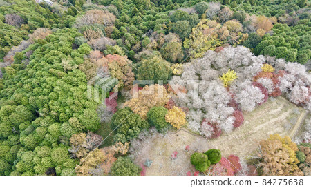 四季櫻花 84275638