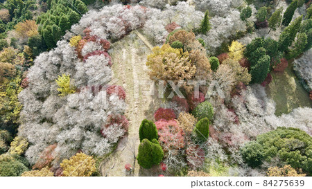 四季櫻花 84275639