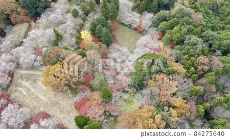 四季櫻花 84275640