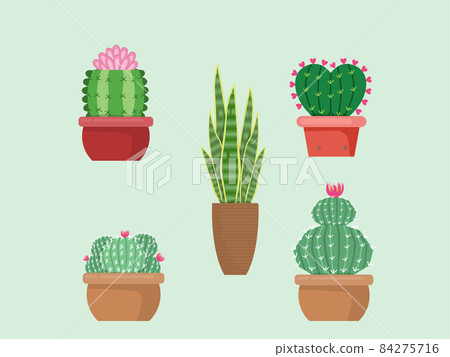 Green Cactus; bright cacti flowers isolated on white background.design vector illustrator Green Cactus; bright cacti flowers isolated on white background.design vector illustrator 84275716