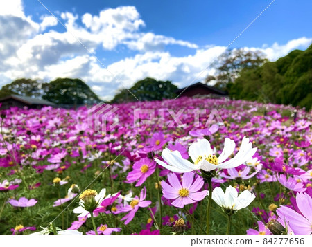  Cosmos field 84277656