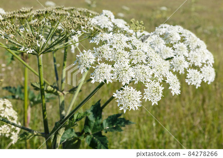 White flowers hogweed. White flowers hogweed. 84278266