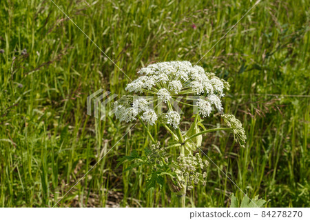White flowers hogweed. White flowers hogweed. 84278270