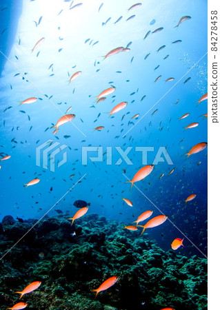 花代的舞蹈 84278458