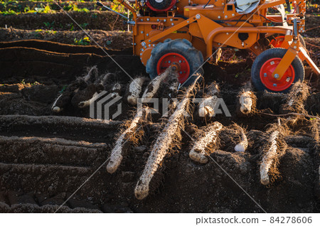Harvesting long things Yamagata Village Harvesting long things Yamagata Village 84278606