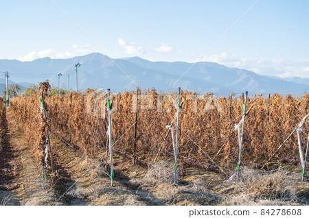 Autumn long fields and the Northern Alps 84278608
