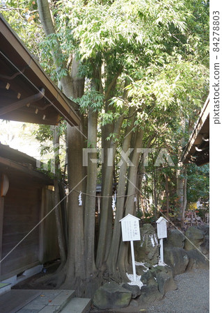 Kemigawa Shrine 84278803