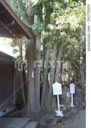 Kemigawa Shrine 84278804