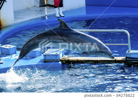 Aquarium scenery Jumping dolphins and splashes Sendai City, Miyagi Prefecture 84278822