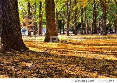 Ginkgo biloba forest that feels comfort 84279167