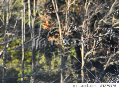 Kingfisher found in the autumn park 84279376
