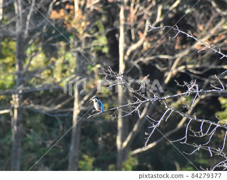 Kingfisher found in the autumn park 84279377