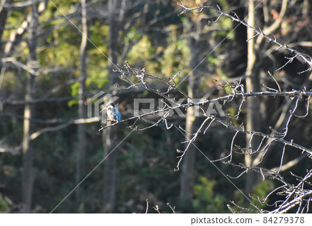 Kingfisher found in the autumn park 84279378
