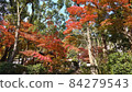 Autumn leaves 84279543