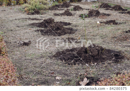 A recultivated flower bed with rose bushes. Autumn pruning of ga 84280375