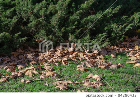 Leafy Season. Indian summer. Dried fallen sycamore leaves on the Leafy Season. Indian summer. Dried fallen sycamore leaves on the 84280432