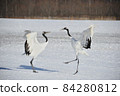 Courtship of a dumpling crane 84280812