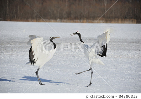 Courtship of a dumpling crane 84280812
