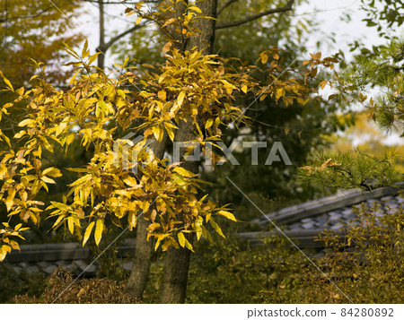 Himeji, Hyogo Prefecture [Kokoen] Autumn leaves of oak / Koko-en, Himeji, Hyogo, Japan 84280892