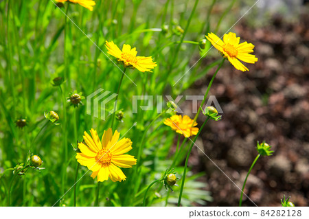 In summer, the garden is full of bright yellow doronicum flowers .Texture or background In summer, the garden is full of bright yellow doronicum flowers .Texture or background 84282128