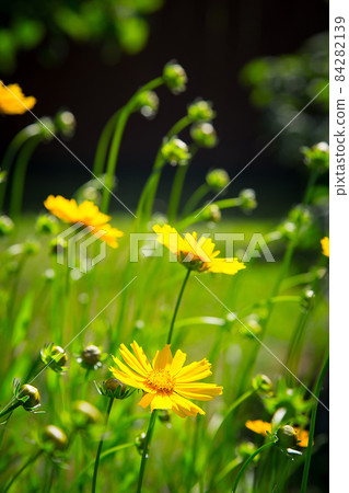 In summer, the Park blooms with bright yellow doronicum flowers.Texture or background. 84282139