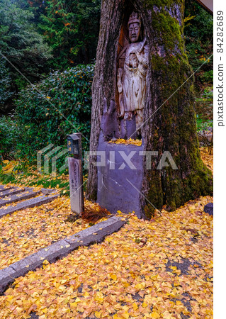 Ginkgo Kannon 84282689