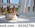 A cat relaxing on the bench in the sun 84282796