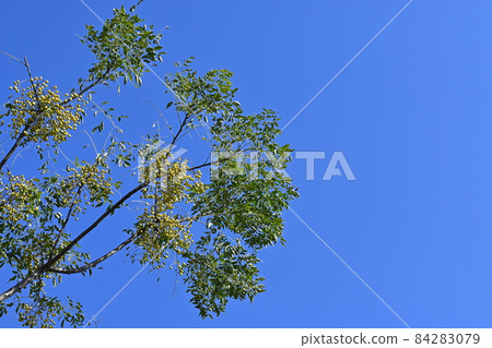 秋天的中國莓果 84283079