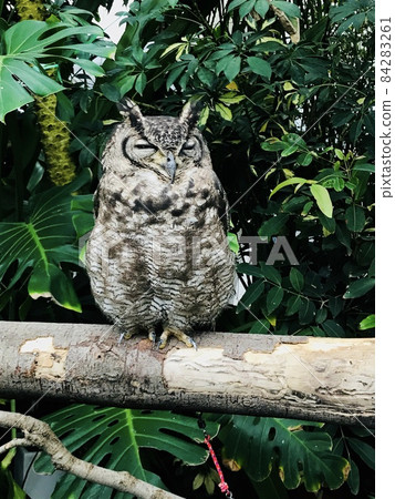 Sleeping owl Sleeping owl 84283261